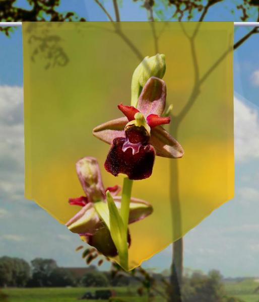 Wilde Orchidee, Scheibenhänger spitz